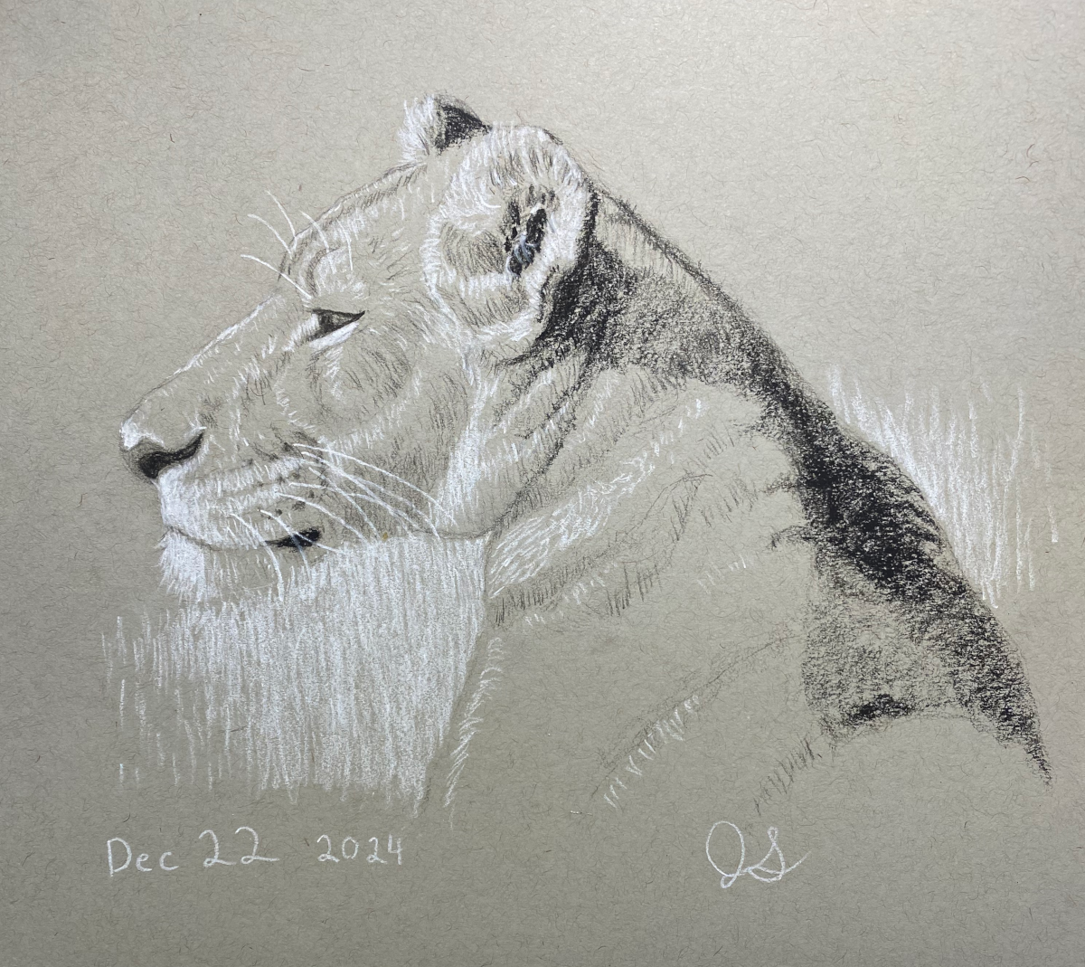 Lioness